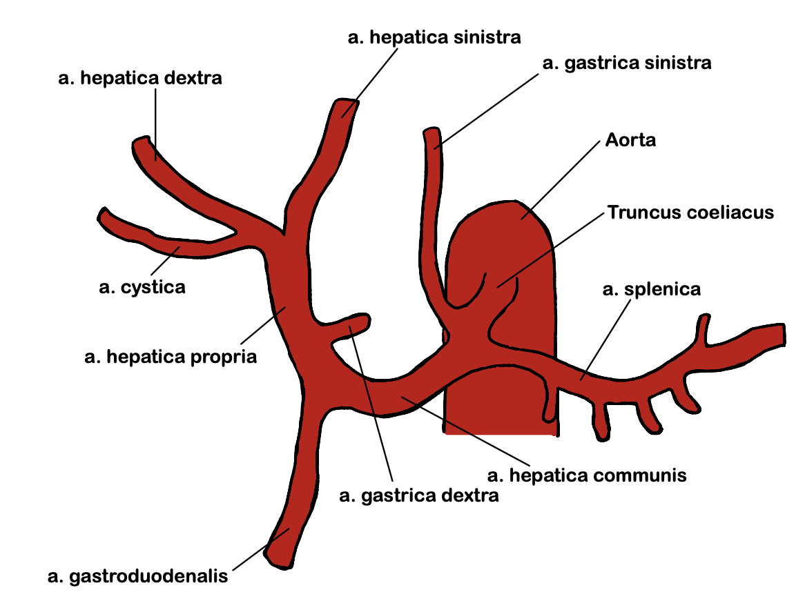 Arteria Lienalis Aorta Abdominalis Flashcards Memorang